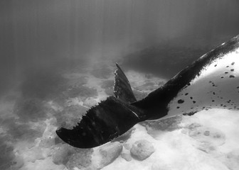Humpback whales in Tonga