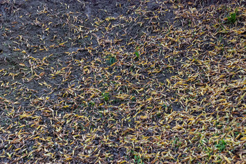 Yellow and Green leaves on the forest grey floor.