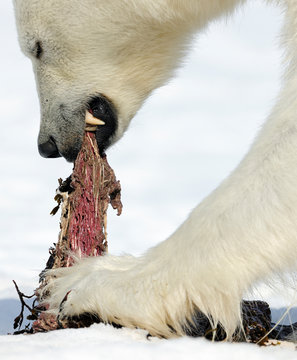 Polar bear feed