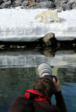 Person take photograph of a Polar bear