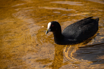 Coot