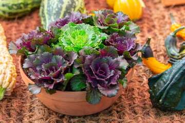 Harvest festival, bouquet still life of decorative cabbage of different colors in a clay pot