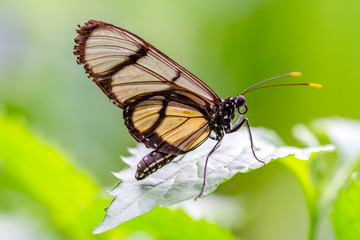 Glasswing Butterfly (Greta oto) in a summer garden