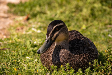 Pacific Black Duck