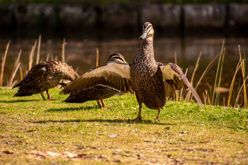 Ducks in the wild