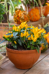 Beautiful still life, yellow orange chili pepper in a clay pot on a wooden counter, hot jalapeno spicy pepper