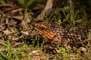 Blue tongue lizard