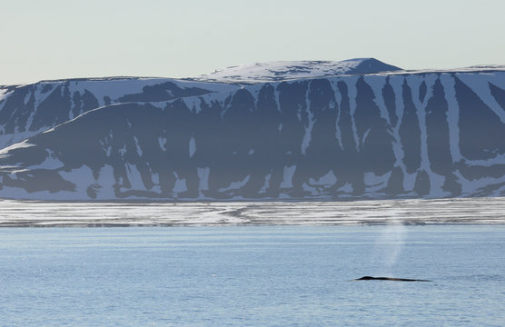 Whale in Arctic landscape