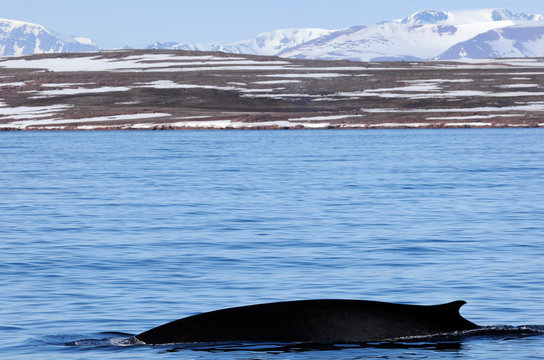 Whale in Arctic landscape