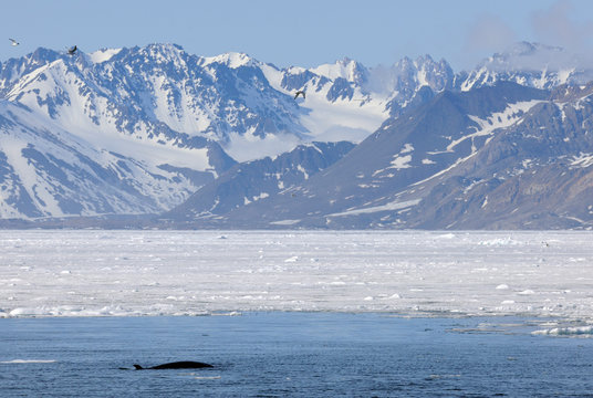Whale in Arctic landscape