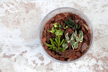 Obraz na płótnie Canvas Glass bowl Terrarium Succulents 
