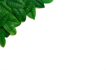 green leafs frame on white background. flat lay with copy space.