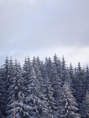 winterforest