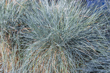 Blue Fescue, Intense Blue An herbaceous plant. Decorative grass to decorate the garden.