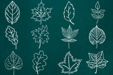 Leaves sketch on chalkboard background