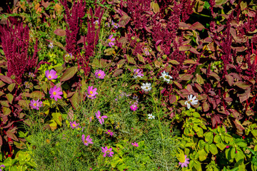 Цветы разные на клумбе