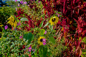 Подсолнух декоративный