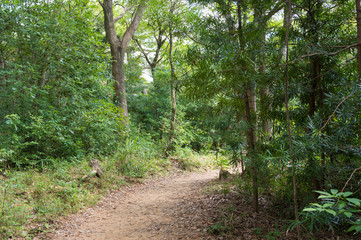 森の散歩道