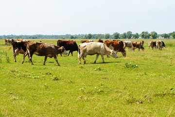 Cows on a pasture. Herd of cows grazing at summer green field