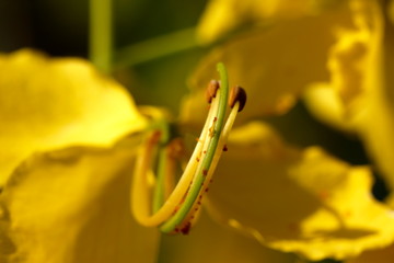 Golden shower flower picture set. Flowers of Thailand