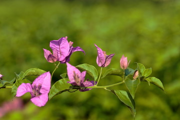 Set of photos outdoor bougainvillea flowers