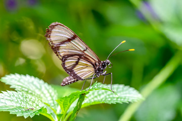Glasswing Butterfly (Greta oto) in a summer garden
