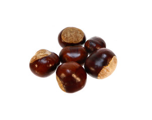chestnut isolated on white background