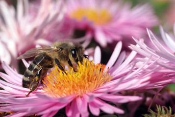 Biene nascht an Herbsaster