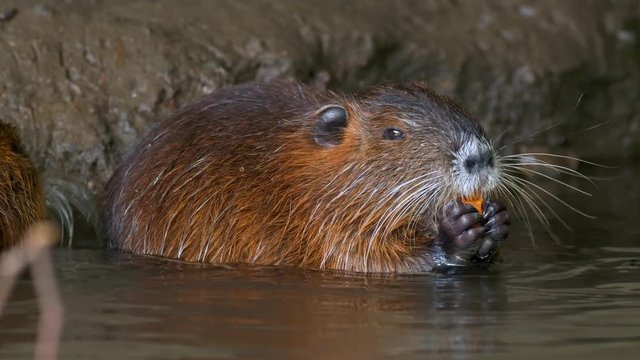 Nutria coypu feeding in sewer