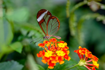 Glasswing Butterfly (Greta oto) in a summer garden