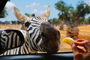 Zebra eats apple out of hand