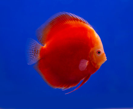 Red Melon discus fish on blue background aquarium tank