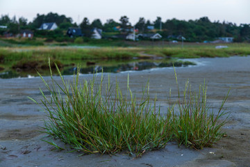 sea grass and water