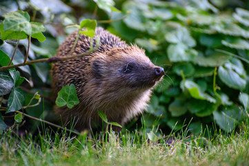 Igel auf Nahrungssuche
