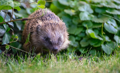 Igel auf Nahrungssuche