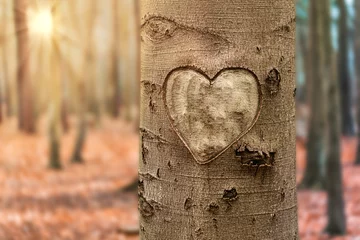 Gardinen autumn tree with heart © pixelquark