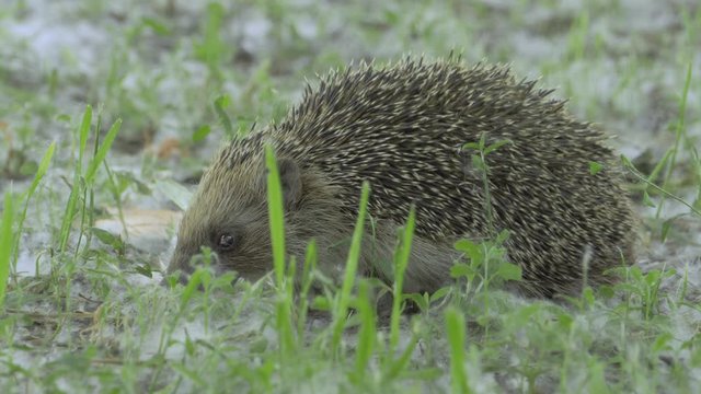 Wild Tiny Hedgehog in Nature