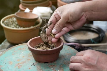 Fotobehang Bonsai Making of bonsai trees, Sprinkle the soil and rake the soil to tighten the roots, Handmade accessories wire and scissor bonsai tools, stand of bonsai, Concept Bonsai tree.  © Nori Wasabi