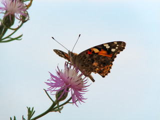 Multicolored butterfly on a violet flower with green stem on a bright clear sky close-up