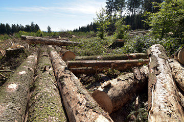 Waldsterben