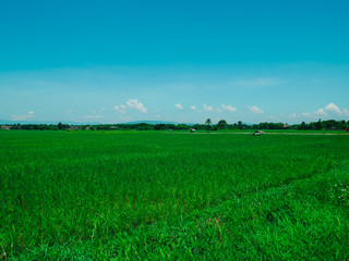 Obraz premium Old-fashioned rice fields