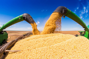 Soybean harvesting machines unloading seeds with blue skies