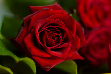 Fototapeta premium red roses macro bouquet love romantic valentine day floral holiday card