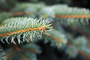 Naklejka na ściany i meble Christmas greenery tree branch macro view. Natural spruce tree background. selective focus.