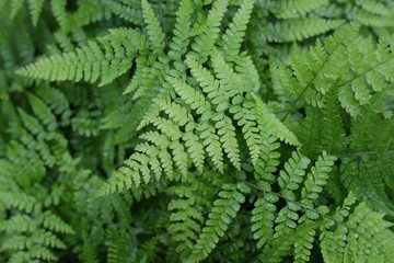 Fototapeta na wymiar deer foot fern green delicate leaves 