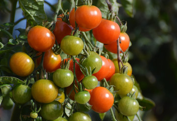 Cherry tomatoes ripening on the vine / plant