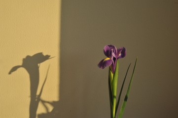 japanese style iris flower