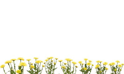 Meadow on a white background green grass