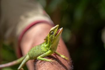 Portrait of a small green iguana on a man hand on a tropical island of Bali, Indonesia. Close up, macro
