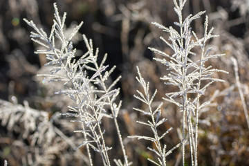 hoarfrost
